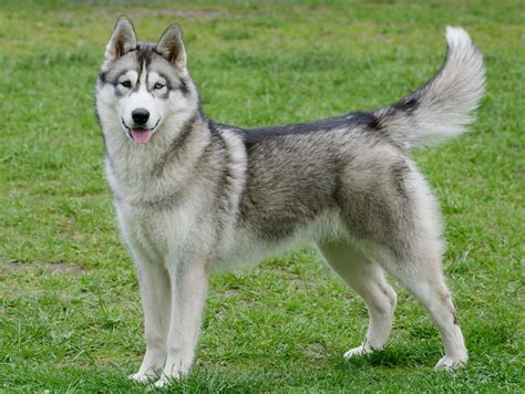 dogs that are similar to wolves